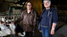 Une femme et un homme avec des vaches dans une stabulation