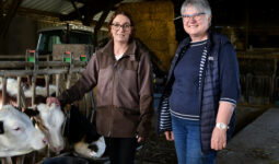 Une femme et un homme avec des vaches dans une stabulation