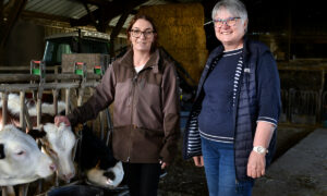 Une femme et un homme avec des vaches dans une stabulation