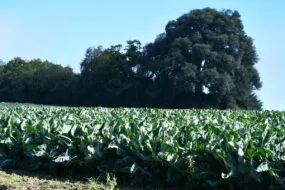 Un champ de choux-fleurs