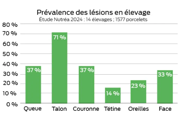 tableau de résultat des diagnostics de lésion de porcelet réalisés en élevage