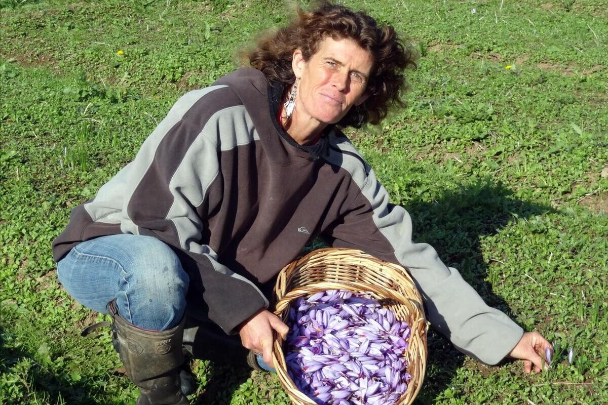 agricultrice en train de cueillir des crocus à safran - Illustration L’or rouge du pays bigouden