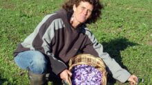 agricultrice en train de cueillir des crocus à safran