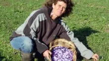 agricultrice en train de cueillir des crocus à safran