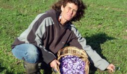 agricultrice en train de cueillir des crocus à safran