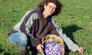 agricultrice en train de cueillir des crocus à safran