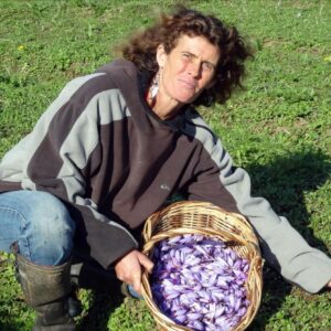 agricultrice en train de cueillir des crocus à safran