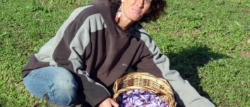 agricultrice en train de cueillir des crocus à safran