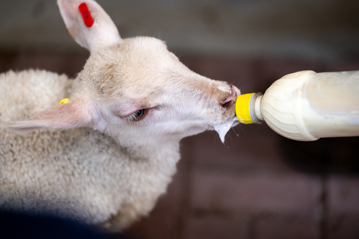 Un agneau en train de boire au biberon - Illustration Distribuer un colostrum sain