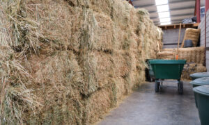 Du foin stocké dans un bâtiment