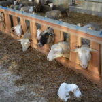 Des moutons d'élevage