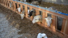 Des moutons d'élevage
