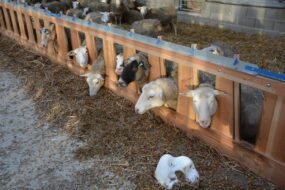 Des moutons d'élevage