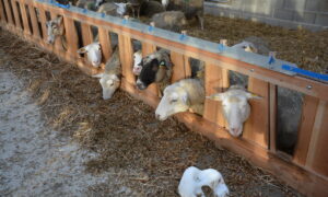 Des moutons d'élevage