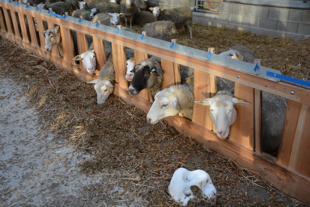 Des moutons d'élevage - Illustration L’immunité passe aussi par l’auge