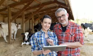 Une femme et un homme dans une stabulation de vaches avec un ordinateur à la main