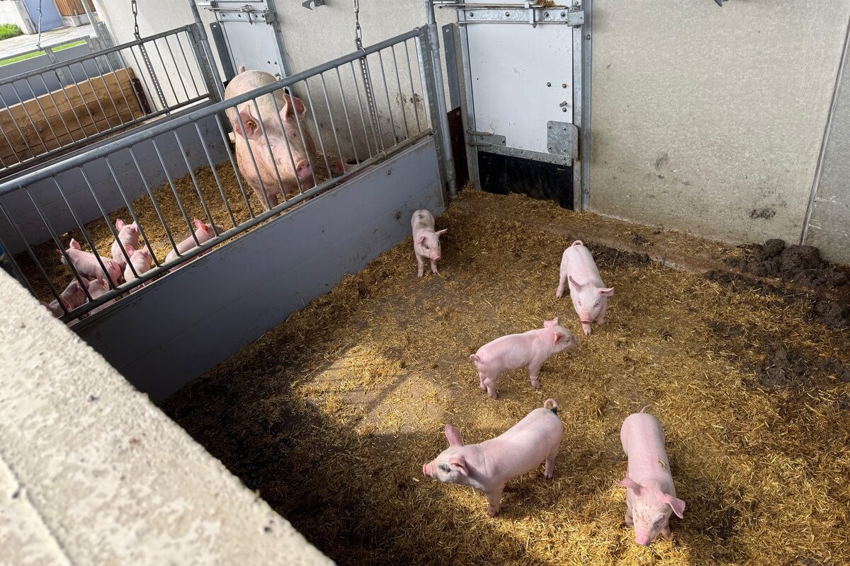 Des porcelets et une truie dans des courettes extérieures. - Illustration Des cochons dehors et des GTE à la hauteur
