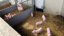 Des porcelets et une truie dans des courettes extérieures.