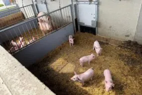 Des porcelets et une truie dans des courettes extérieures.