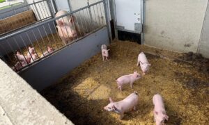Des porcelets et une truie dans des courettes extérieures.