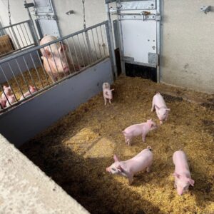 Des porcelets et une truie dans des courettes extérieures.