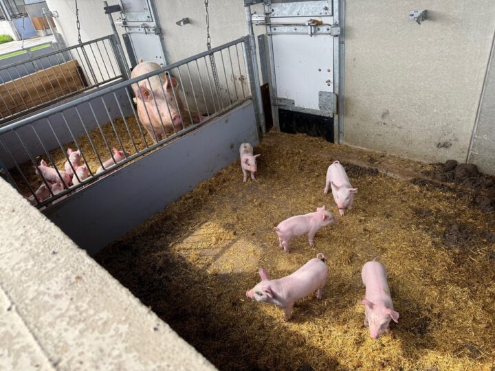 Des porcelets et une truie dans des courettes extérieures.