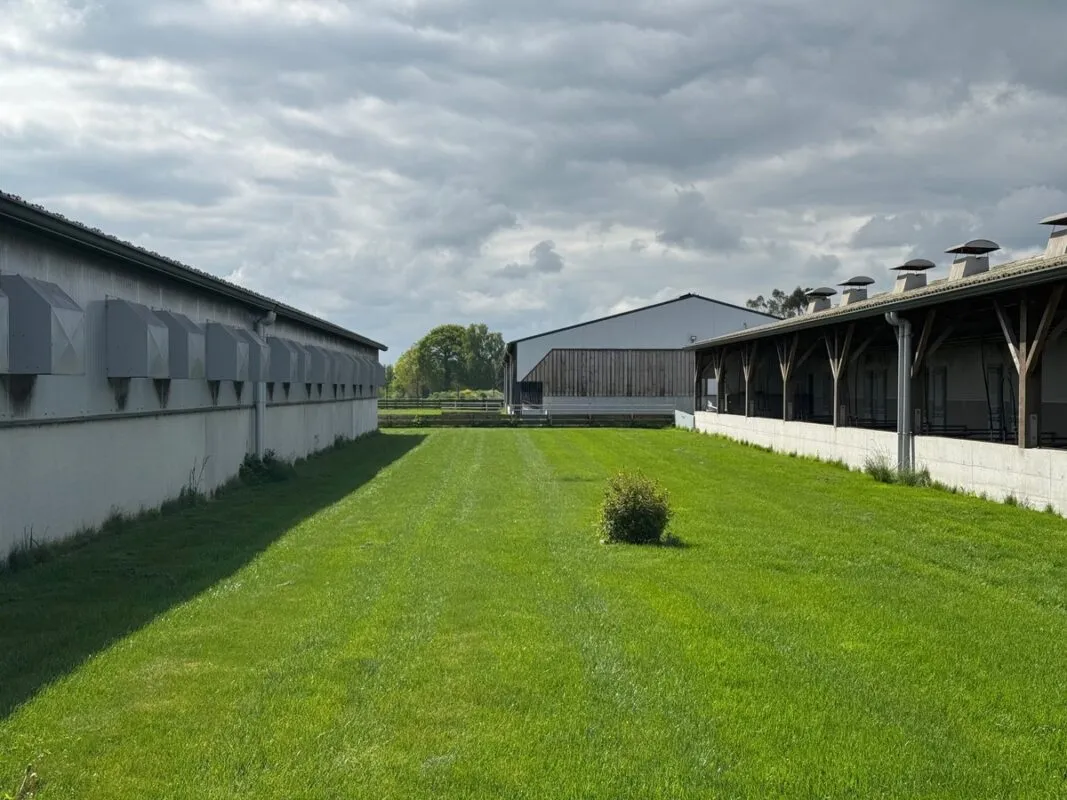 Une espace enherbé entre deux bâtiments d'élevage porcin.
