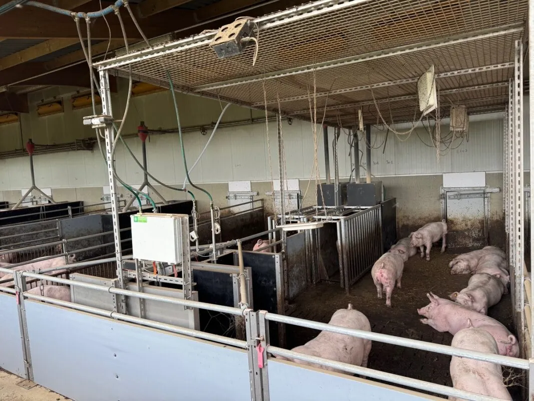Des cochons dans une courette équipée de capteurs.