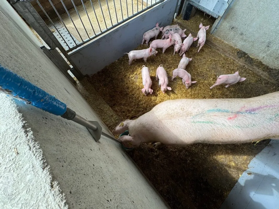 Truie à l'abreuvement dans une courette, accompagnée de ses porcelets.