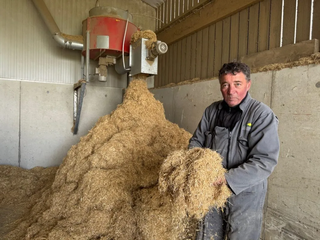 Pierre Morfouace montre la paille broyée et dépoussiérée qui est apportée tous les jours en maternité.
