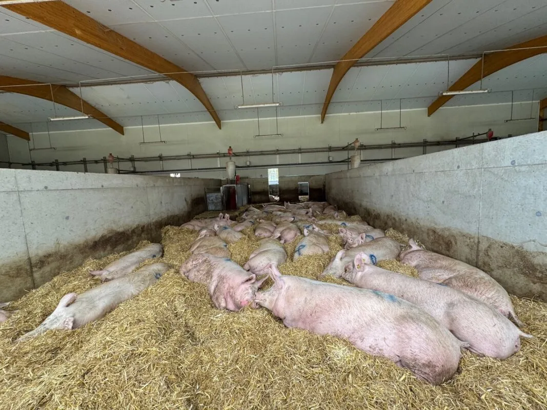 Des truies gestantes sur une aure paillée