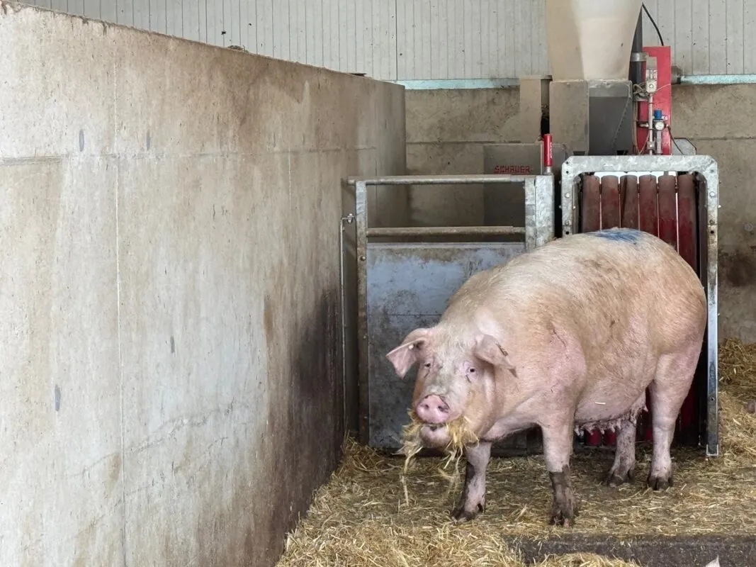 Alimentation automatisée et paille à disposition pour la truie gestante.