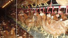 Des poules pondeuses dans une volière bien être
