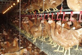 Des poules pondeuses dans une volière bien être