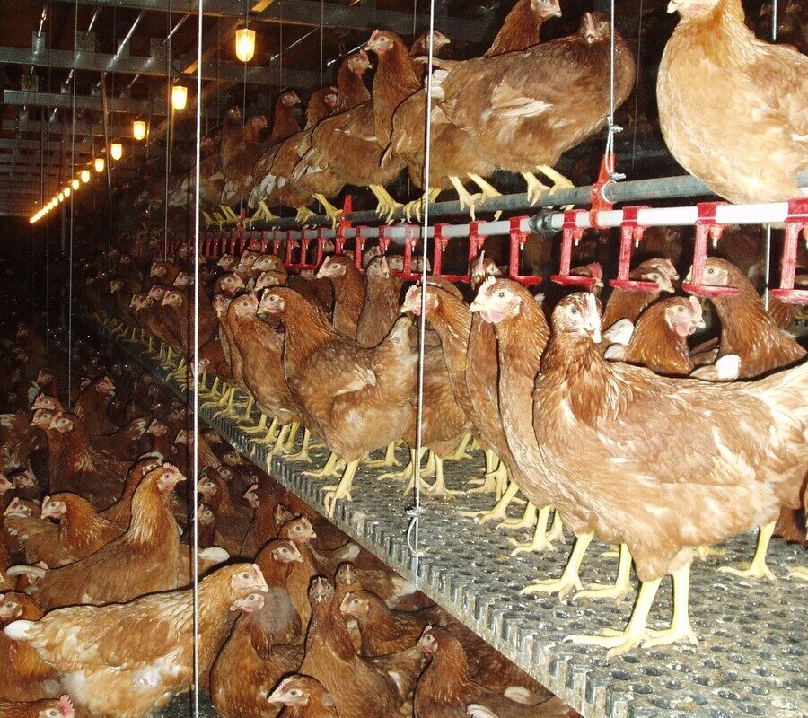 Des poules pondeuses dans une volière bien être - Illustration Une centaine de projets en gestation