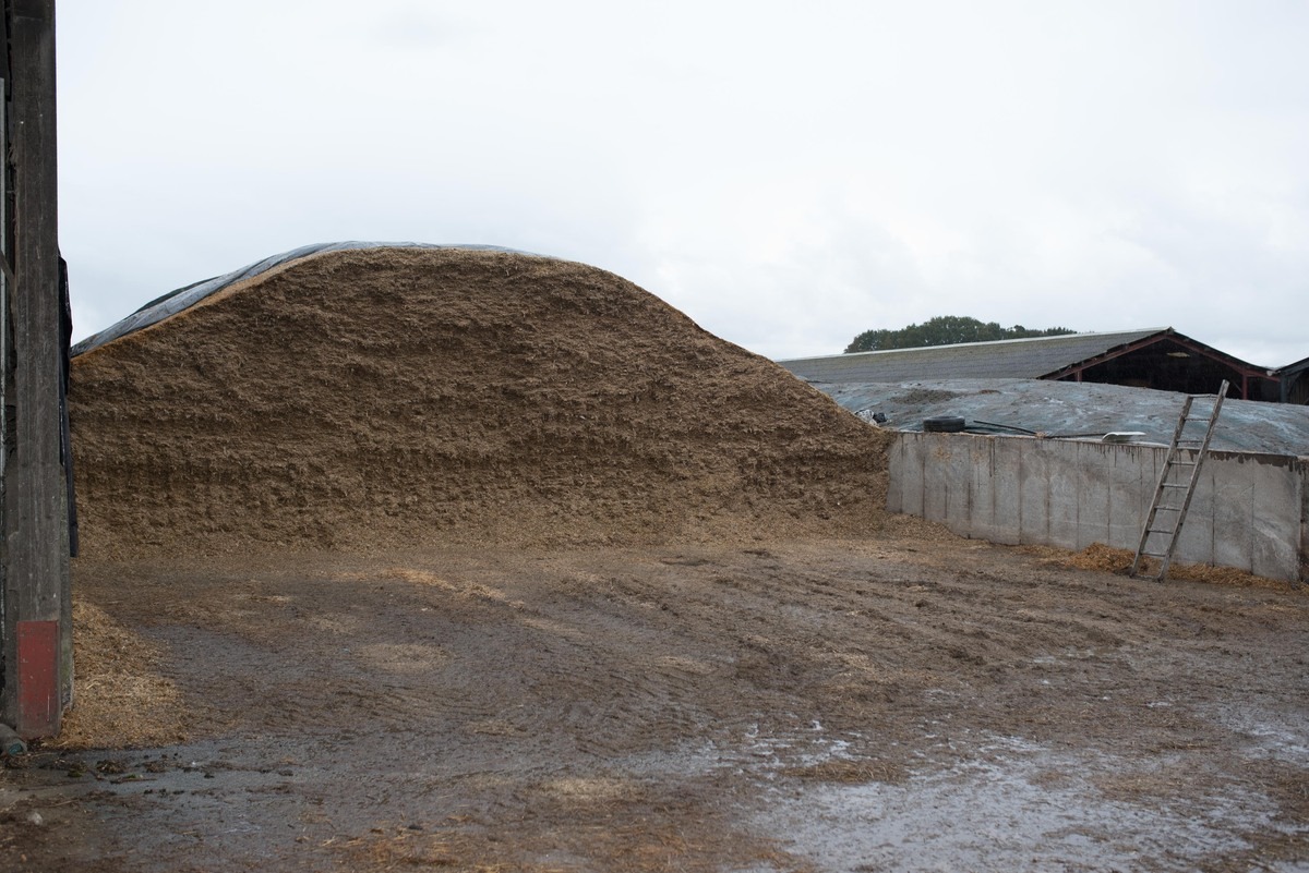 Un silo d'ensilage sur un élevage laitier. - Illustration La ration sous l’influence de la météo