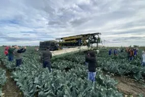 Des personnes dans un champ de choux