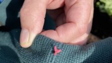 Un insecte sur une manche