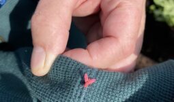 Un insecte sur une manche