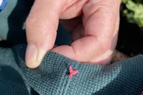 Un insecte sur une manche