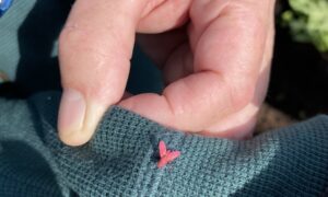 Un insecte sur une manche