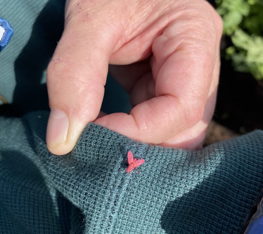 Un insecte sur une manche - Illustration Recherche : Le procédé des insectes stériles