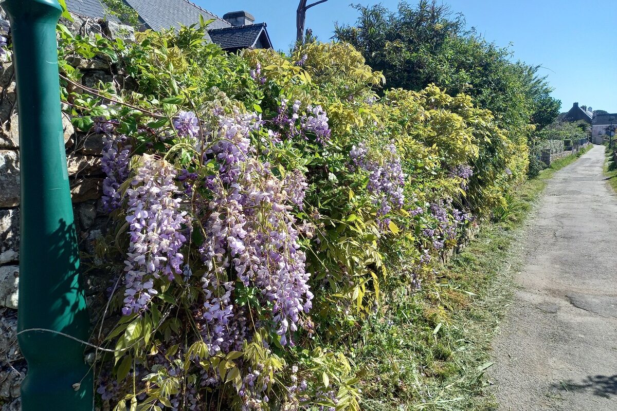 Une haie de glycine - Illustration Votre jardin est-il tendance ?