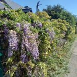 Une haie de glycine