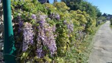 Une haie de glycine