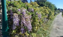 Une haie de glycine