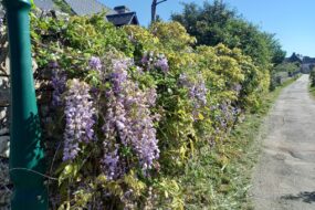 Une haie de glycine