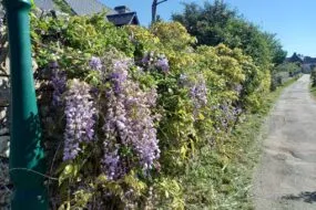 Une haie de glycine