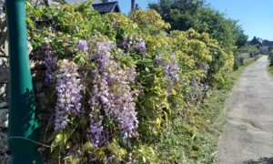 Une haie de glycine