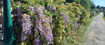 Une haie de glycine